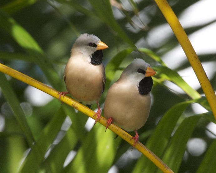 Pet Sparrow