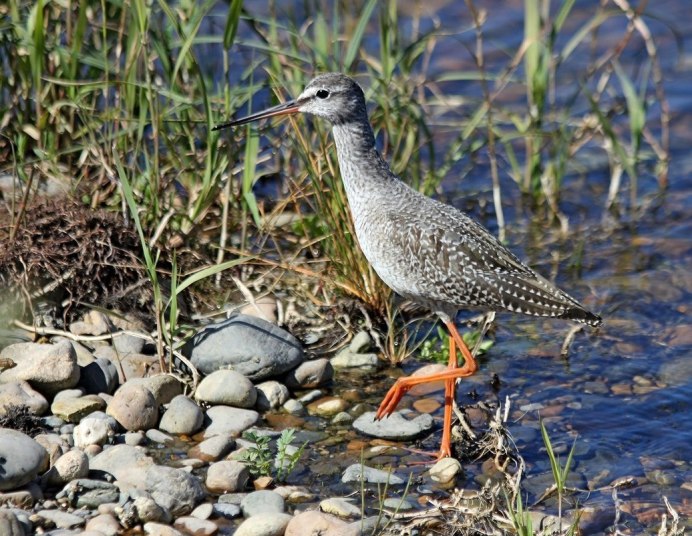 Щёголь Tringa erythropus