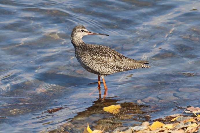 The spotted Redshank (Tringa erythropus)