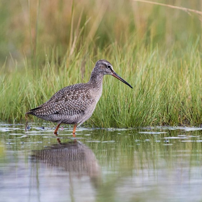 The spotted Redshank (Tringa erythropus)