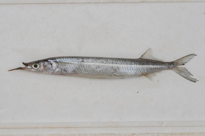 Hemiramphus Brasiliensis