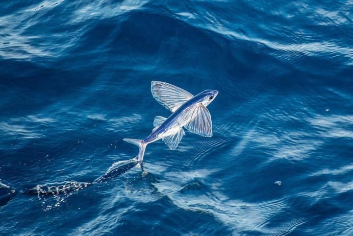Cheilopogon melanurus