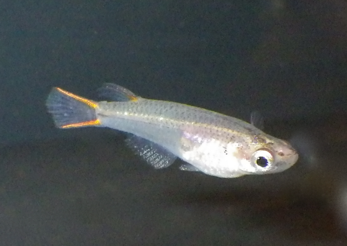 Cypselurus poecilopterus[