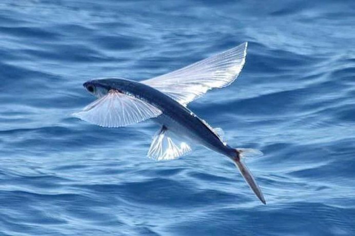 Hemiramphus Brasiliensis