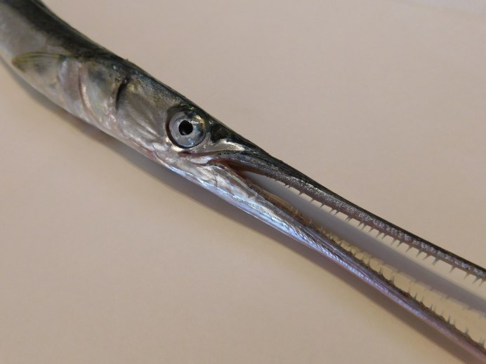 Hemiramphus Brasiliensis