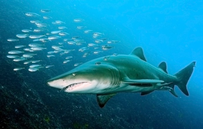 Тигровая акула