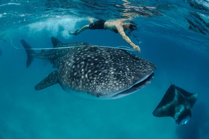 Гигантская акула (basking Shark)