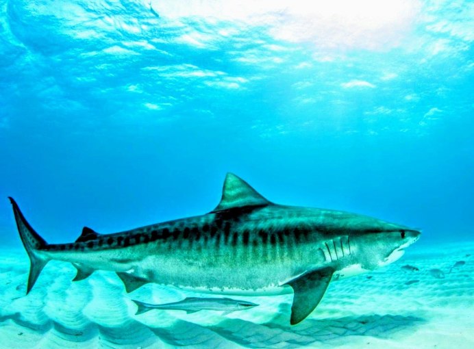 Тигровая акула в океанариуме