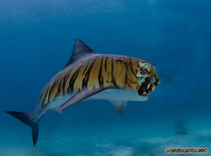 Акула на пляже