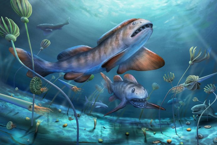 Китовая акула хищник