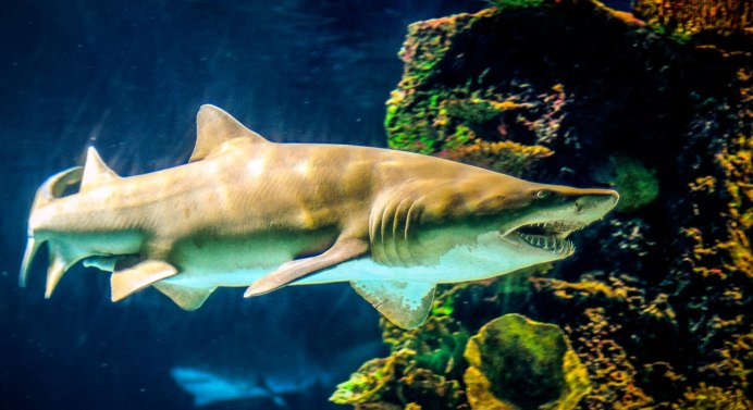 Китайская полосатая акула