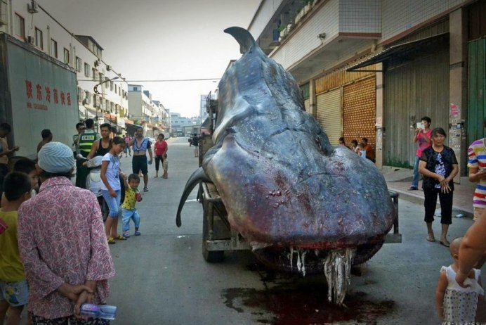 Самая большая рыба китовая акула