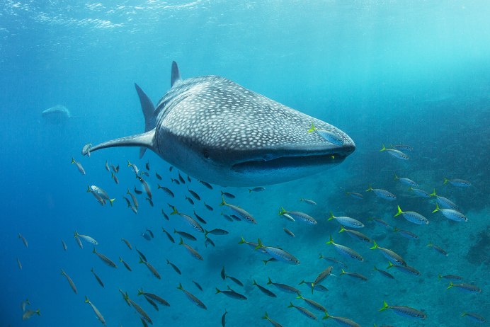 Сельдевая акула в Баренцевом море