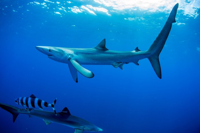 Гангская акула фото