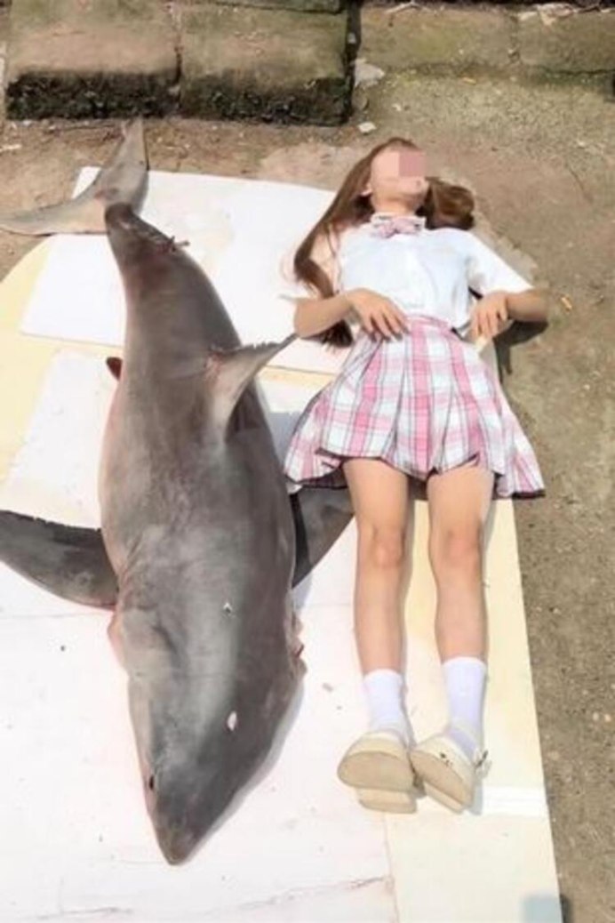 Great White Shark дайвинг