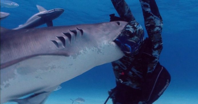 Акулы Балтийского моря