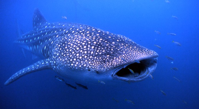 Зебровидная бычья акула