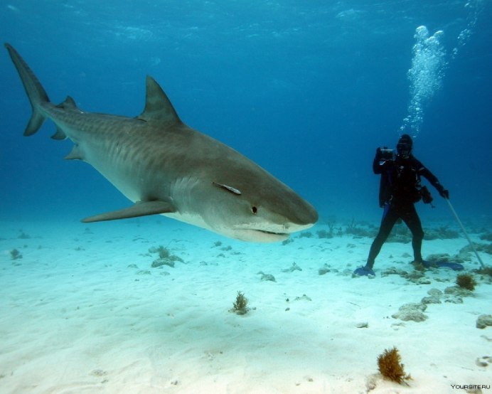 Акулий промысел Аравийского моря