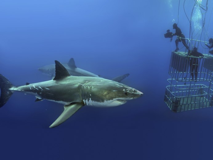 Zebra Bullhead Shark