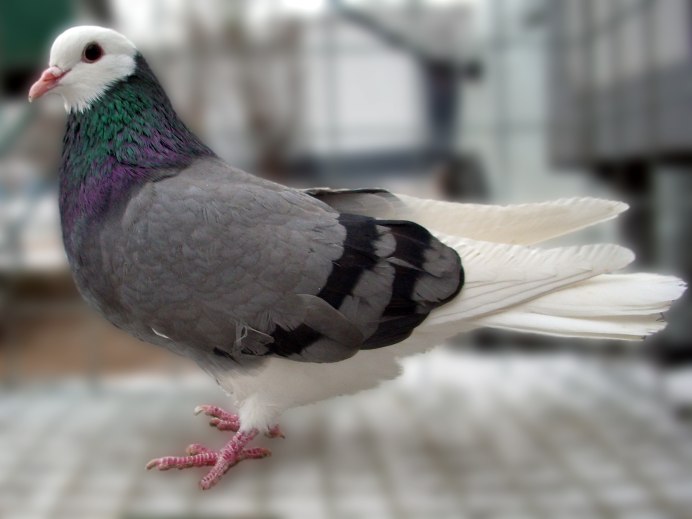 Dragoon Pigeon