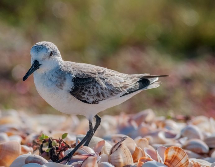 Сапсан Falco peregrinus