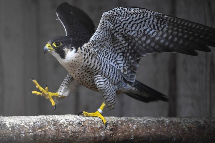Сапсан Falco peregrinus