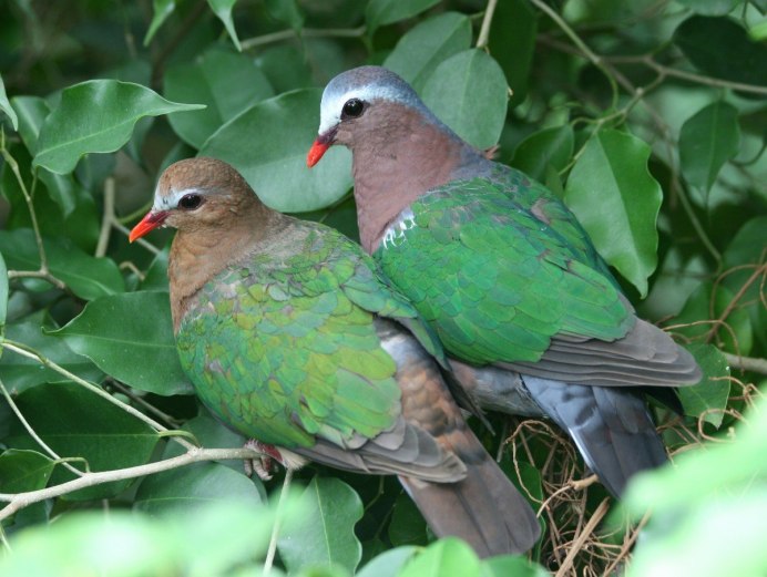 Petroica rodinogaster