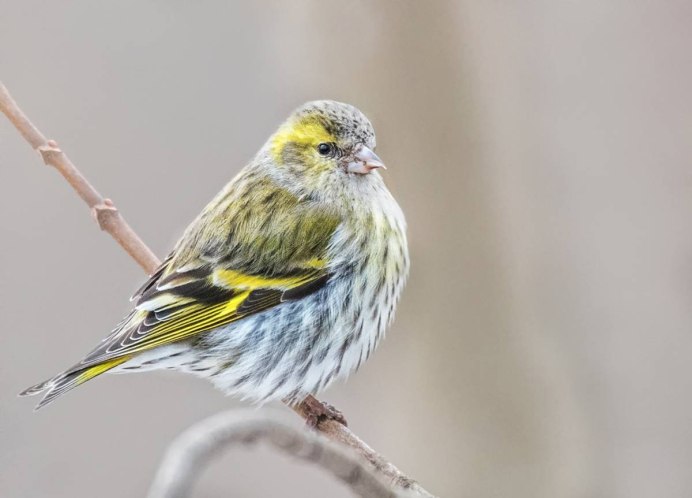 Чиж (Spinus Spinus l.)