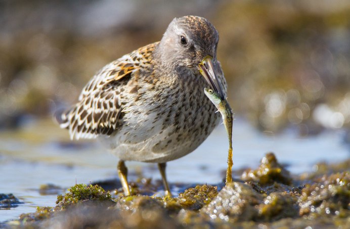 Nisaetus cirrhatus
