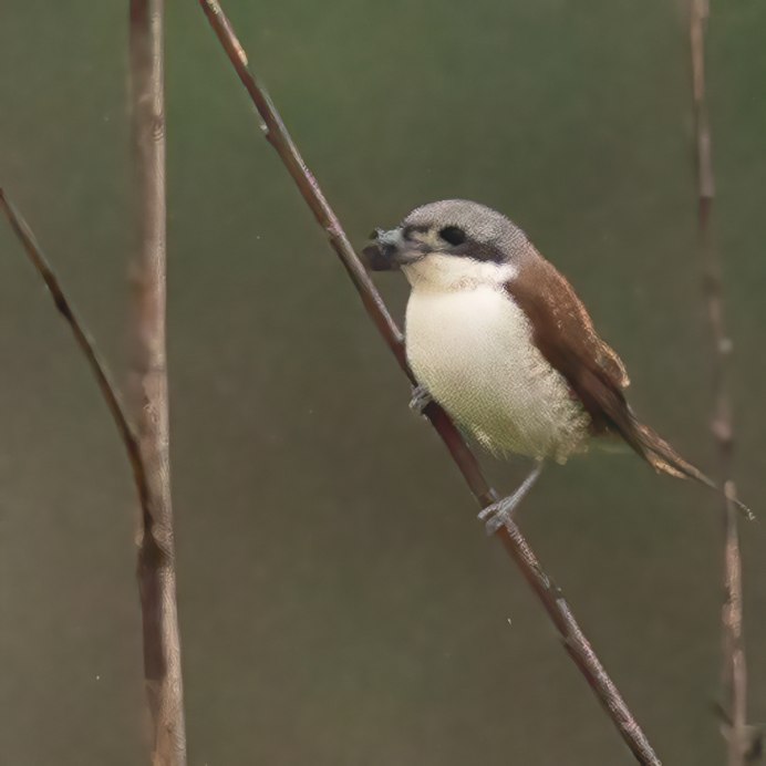 Тигровый сорокопут (Lanius tigrinus)