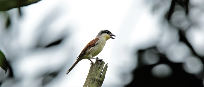 Lanius Bucephalus