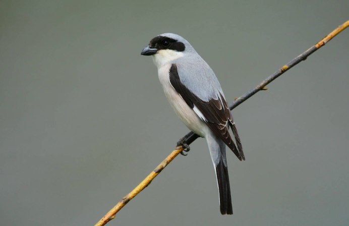 Lanius cristatus