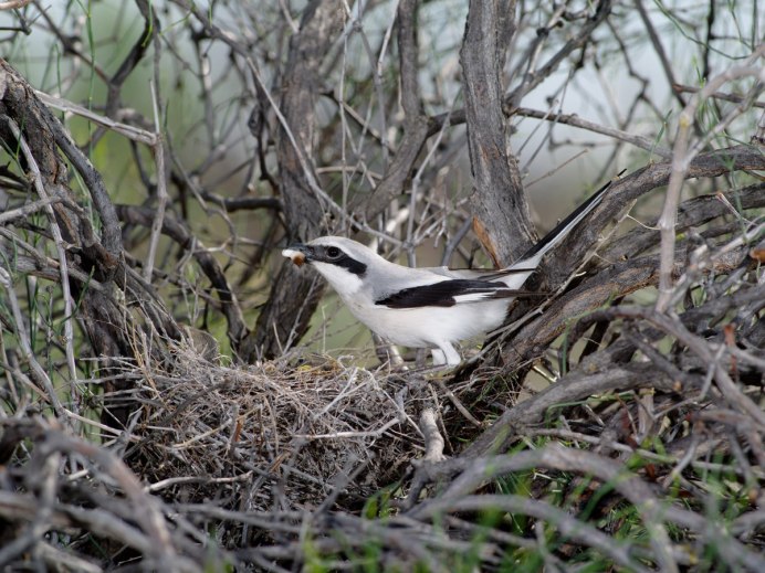 (Lanius vittatus)