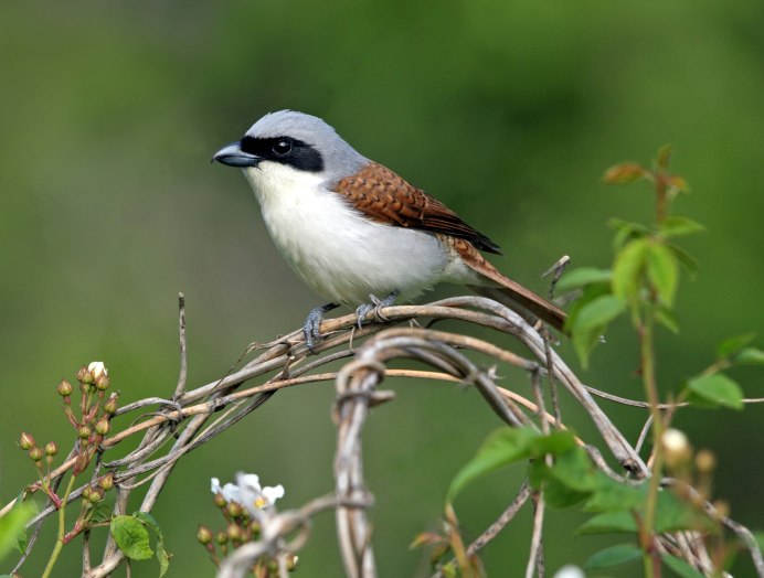 Тигровый сорокопут (Lanius tigrinus)