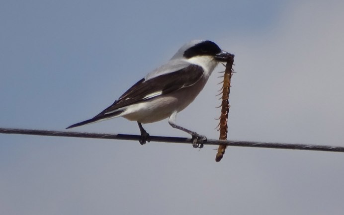 Lanius Bucephalus