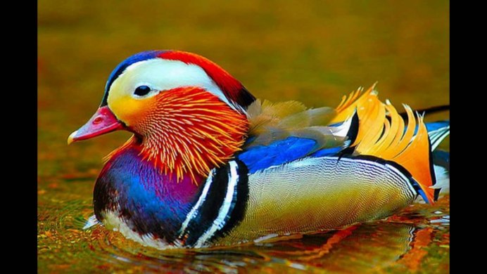 Какаду лорикет