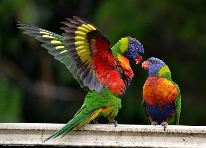 Гульдова амадина