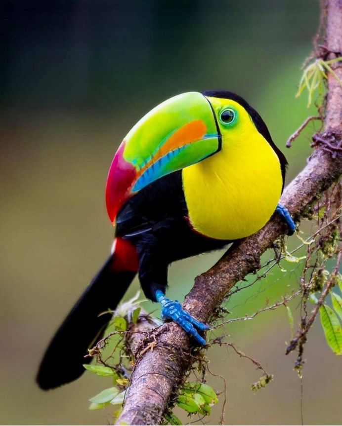 Золотистая щурка в России