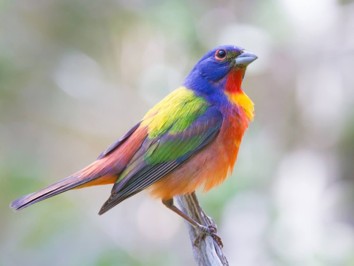 Маленькие разноцветные птички