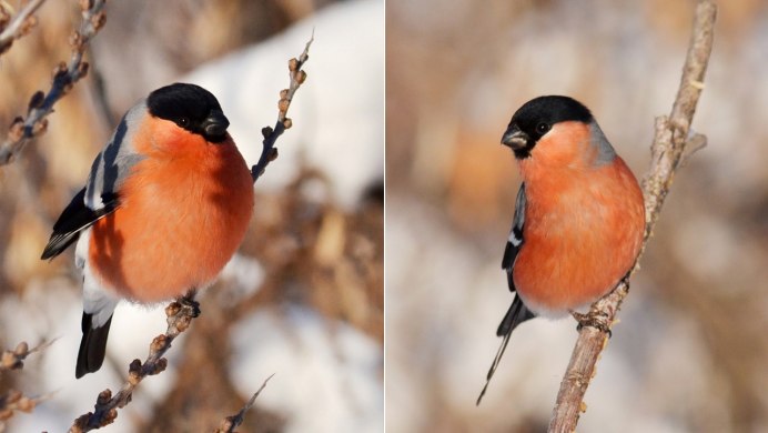 Лорикет попугай