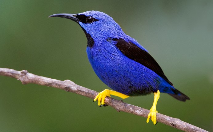 Радужный пчелоед