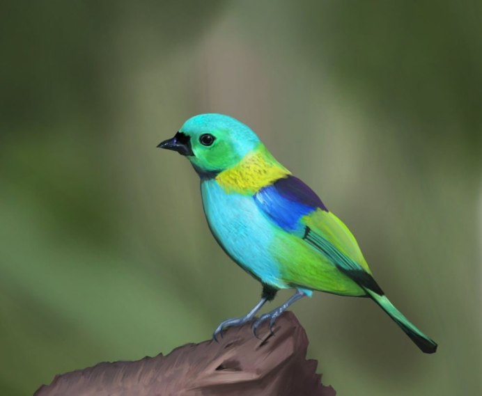 Гривистый голубь