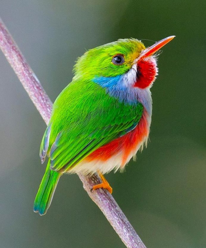 Утка мандармандаринка