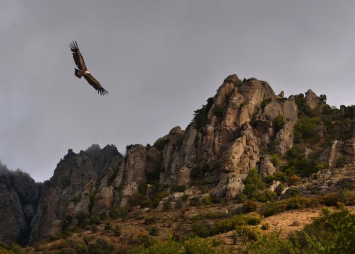 Орел в горах Дагестана