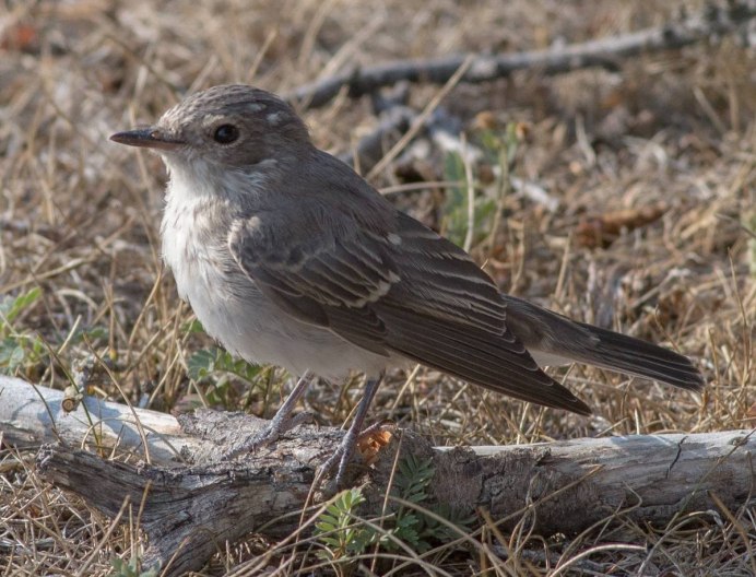 Gray Catbird птица