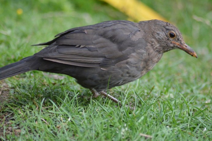 Iduna caligata