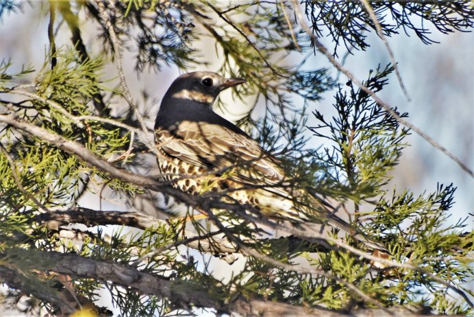 Кавги шикори