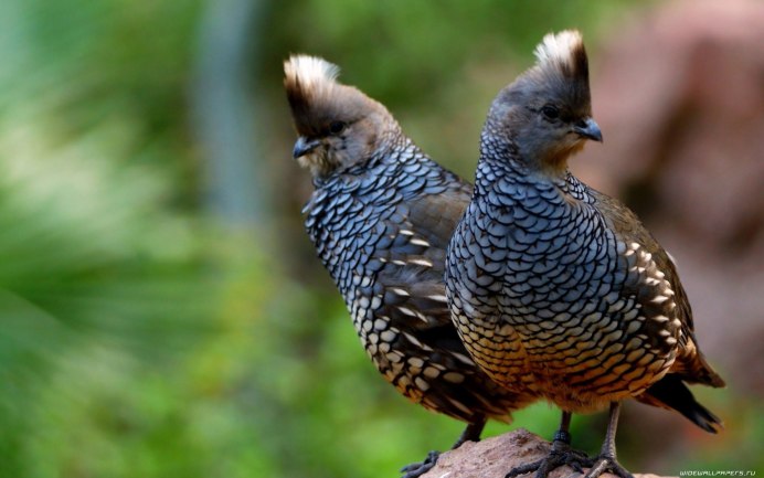 Птица сукараф