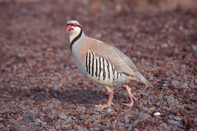 Перепелка обыкновенная