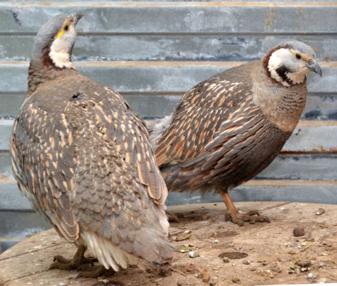 Бедана гушти